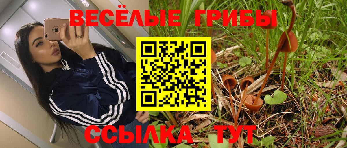 Галлюциногенные грибы MAGIC MUSHROOMS  Вход с VPN  Горно-Алтайск 